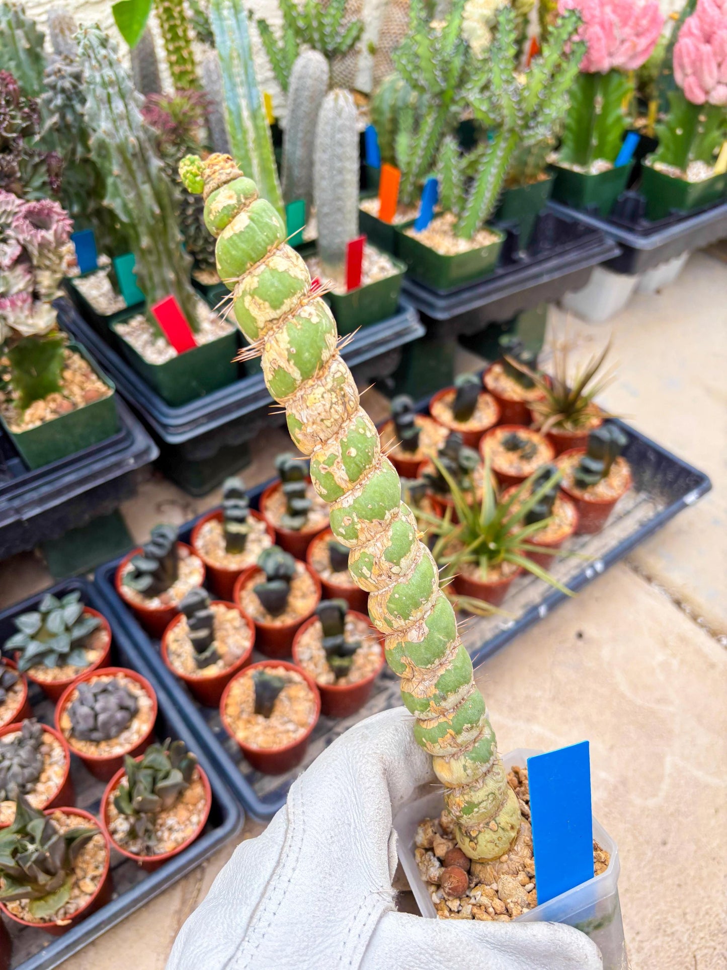 Unicorn Cactus (Blue) | Discounted | For Grafting Purpose