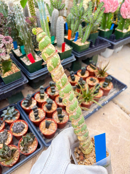 Unicorn Cactus (Blue) | Discounted | For Grafting Purpose