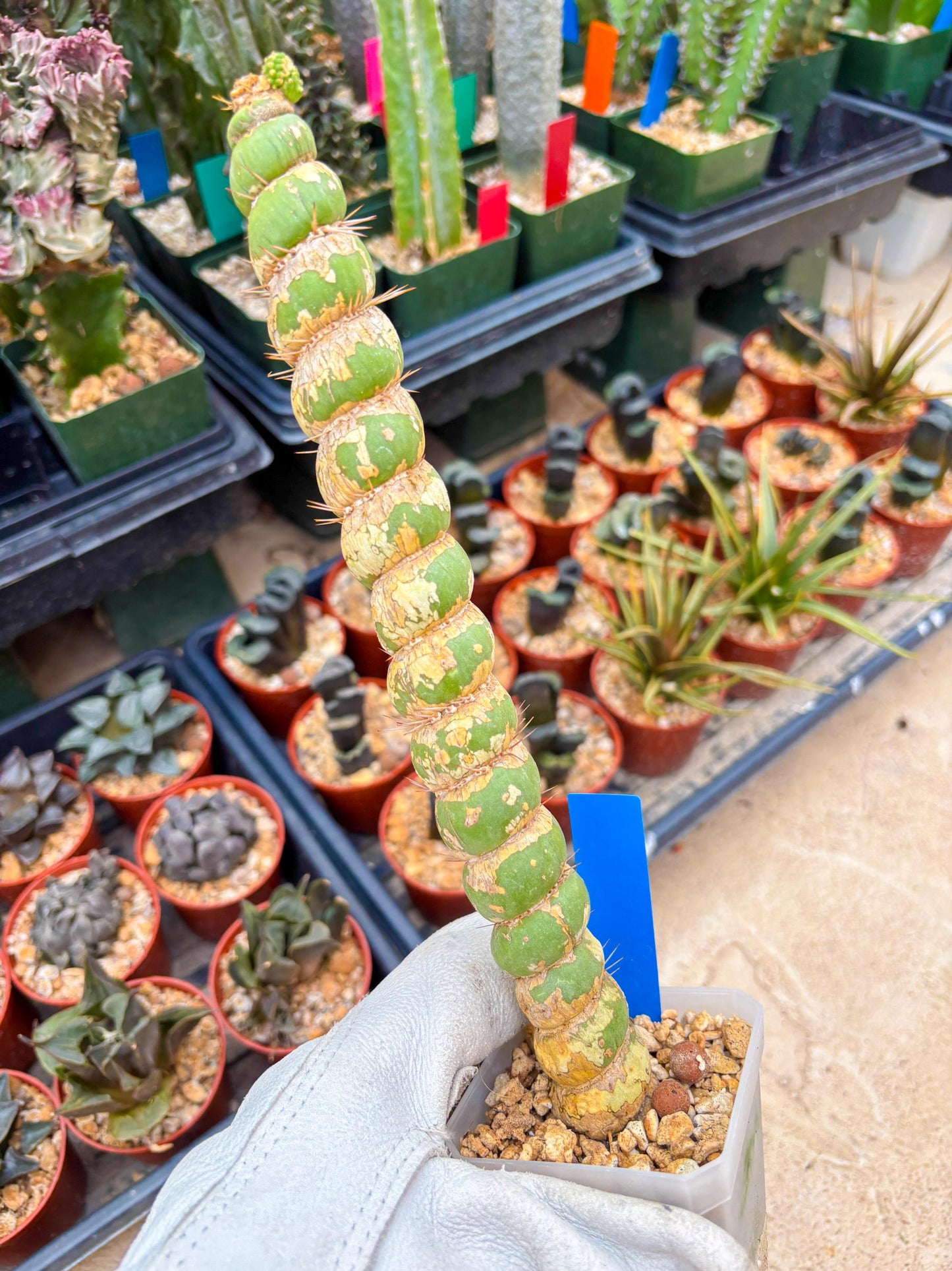 Unicorn Cactus (Blue) | Discounted | For Grafting Purpose