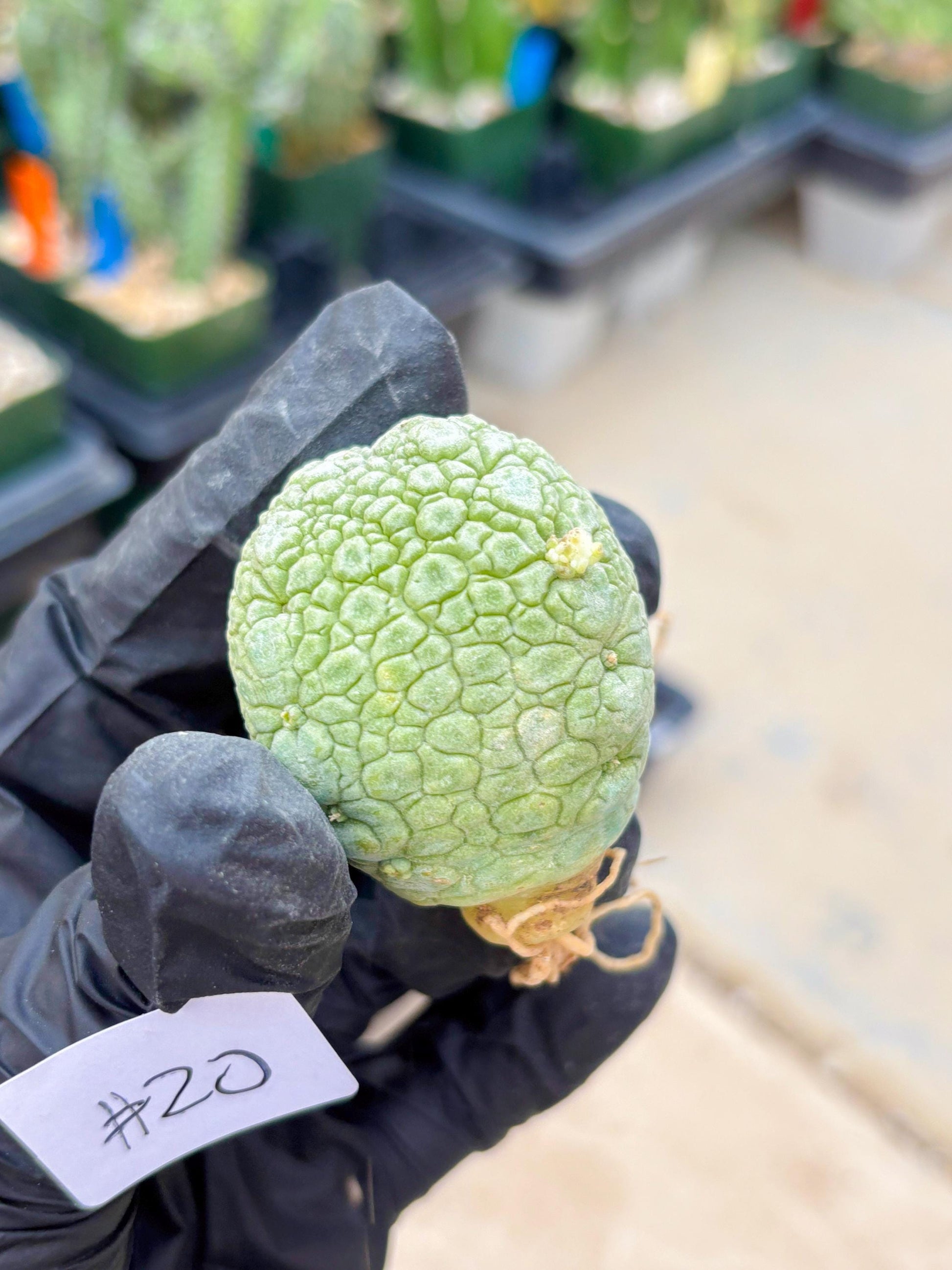 Migiurtinus Balls (#20) | Imported Plant | rare sucuclent