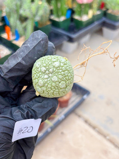 Migiurtinus Balls (#20) | Imported Plant | rare sucuclent