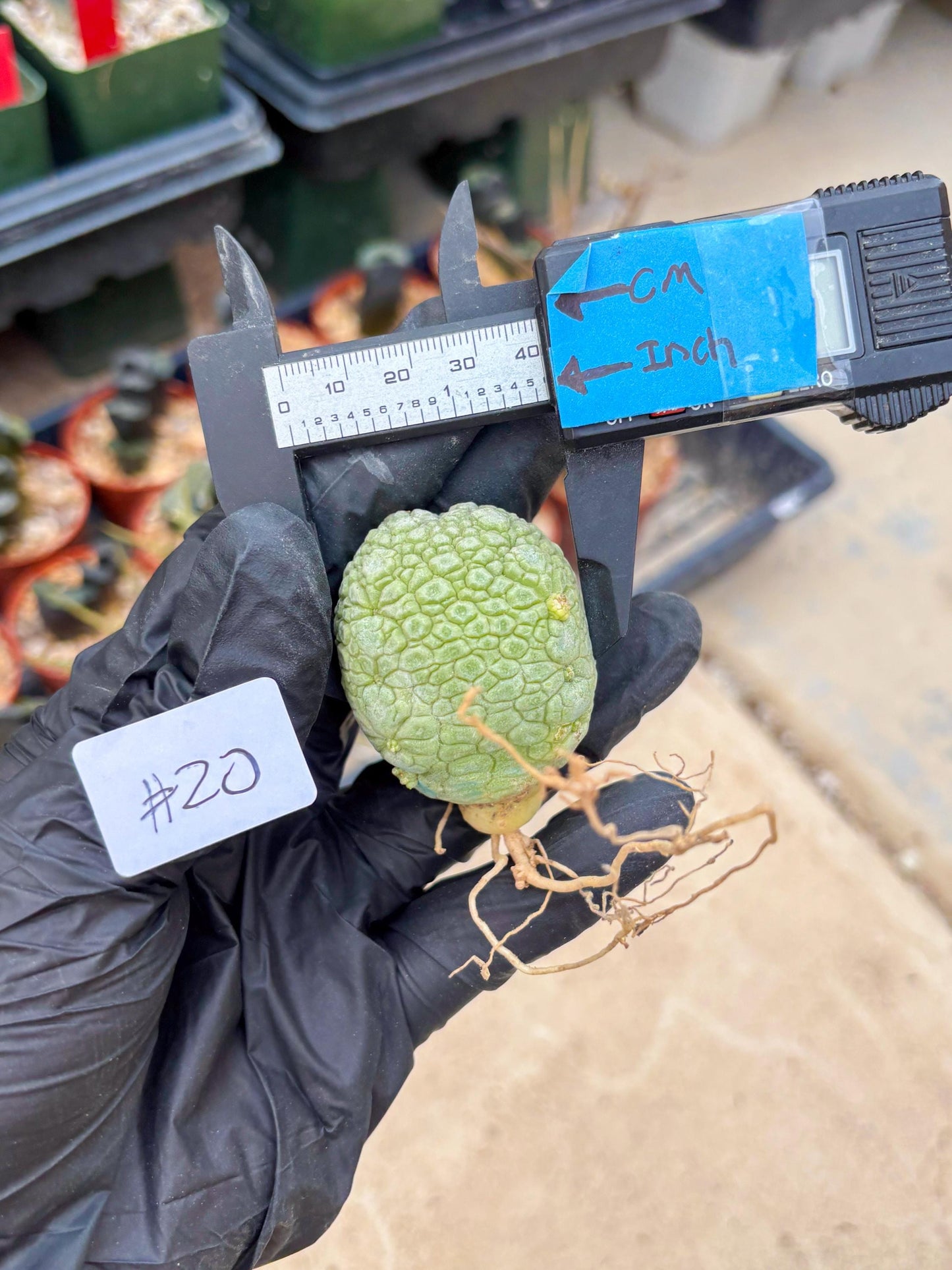 Migiurtinus Balls (#20) | Imported Plant | rare sucuclent