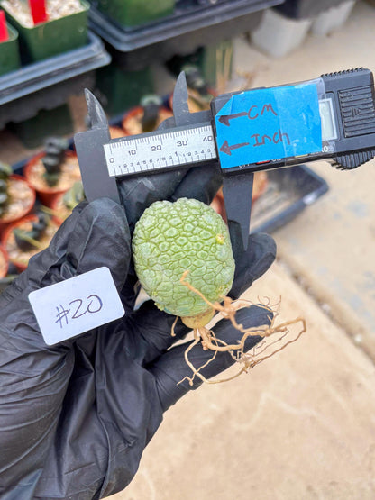 Migiurtinus Balls (#20) | Imported Plant | rare sucuclent