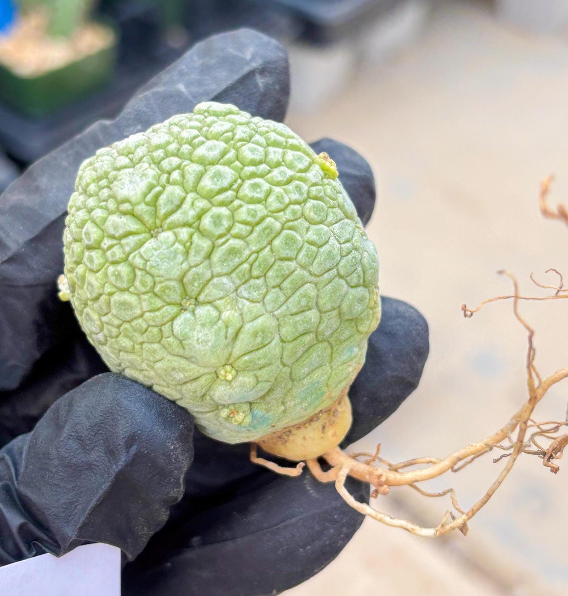 Migiurtinus Balls (#20) | Imported Plant | rare sucuclent