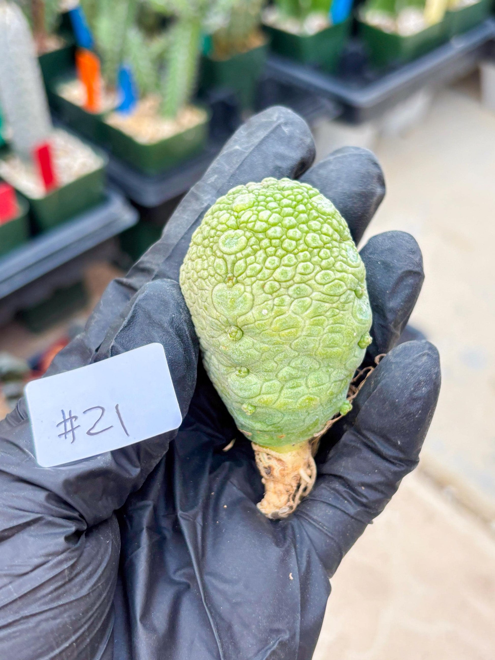 Pseudolithos Migiurtinus (#21) | Imported Plant | rare sucuclent