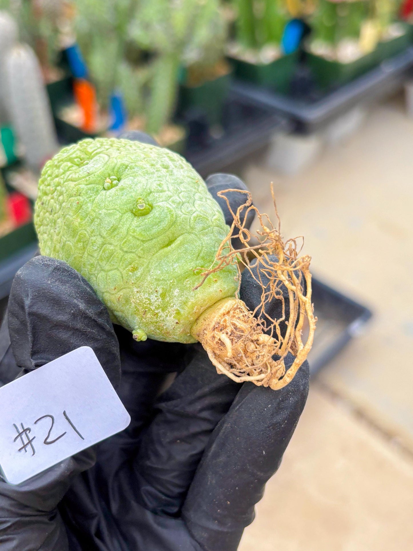 Pseudolithos Migiurtinus (#21) | Imported Plant | rare sucuclent