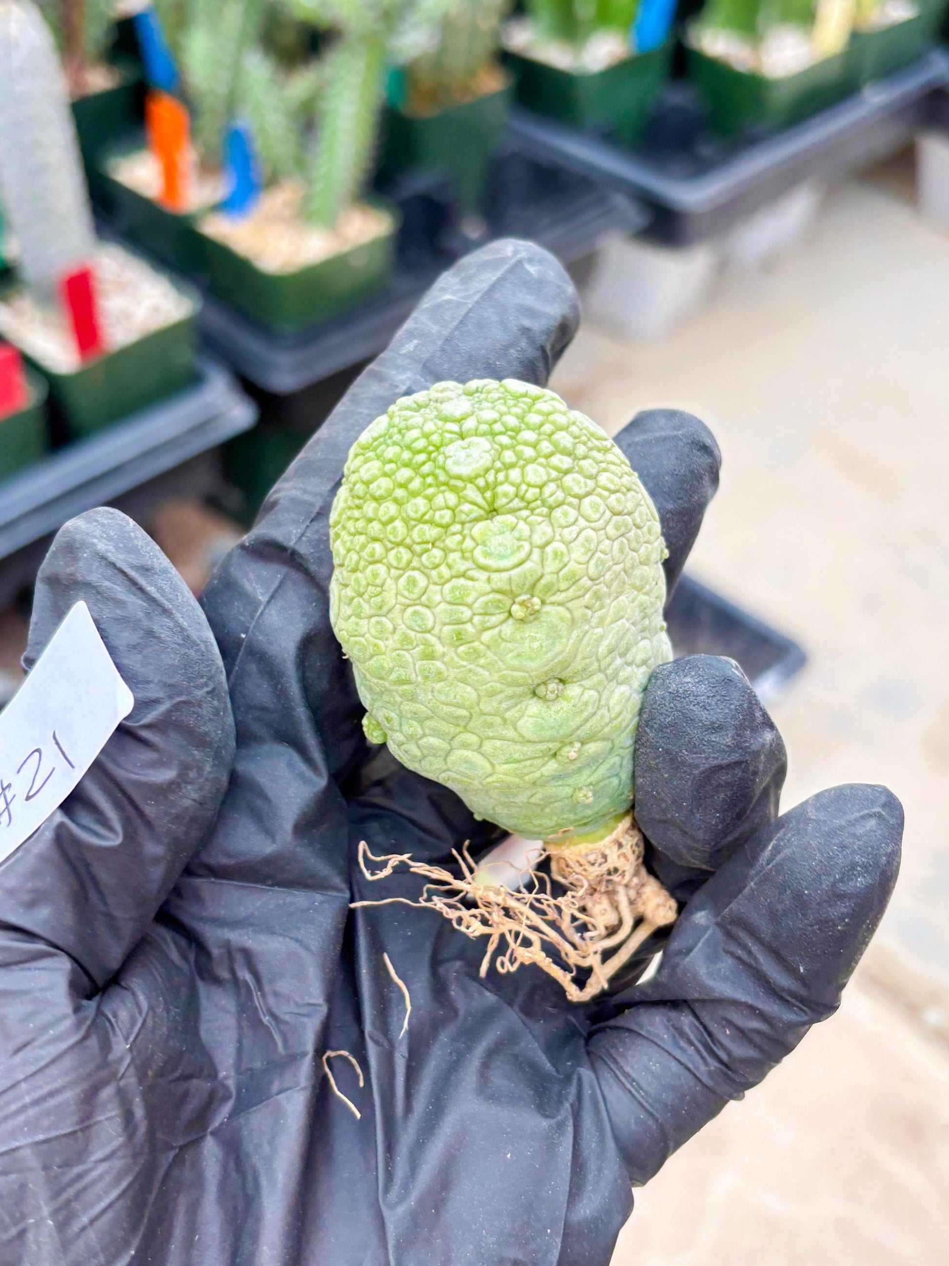 Pseudolithos Migiurtinus (#21) | Imported Plant | rare sucuclent