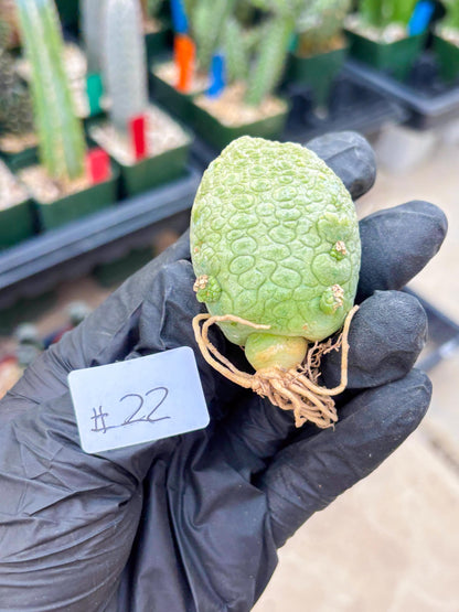 Pseudolithos Migiurtinus (#22) | rare sucuclent