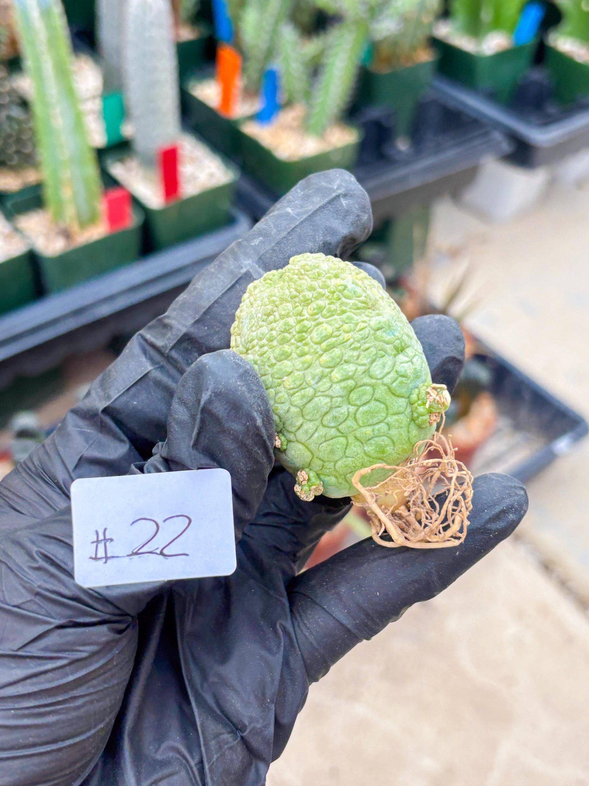 Pseudolithos Migiurtinus (#22) | rare sucuclent