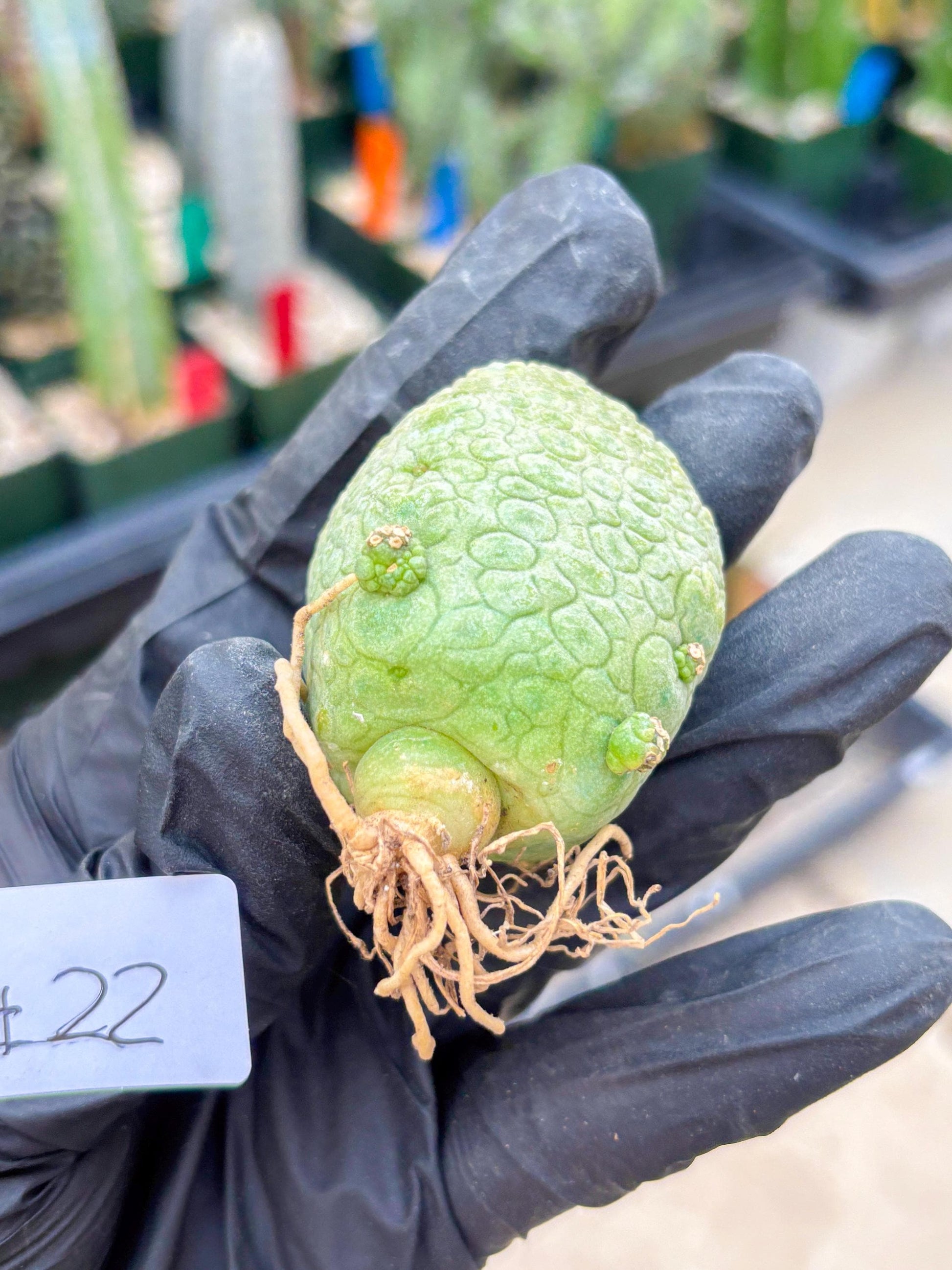 Pseudolithos Migiurtinus (#22) | rare sucuclent