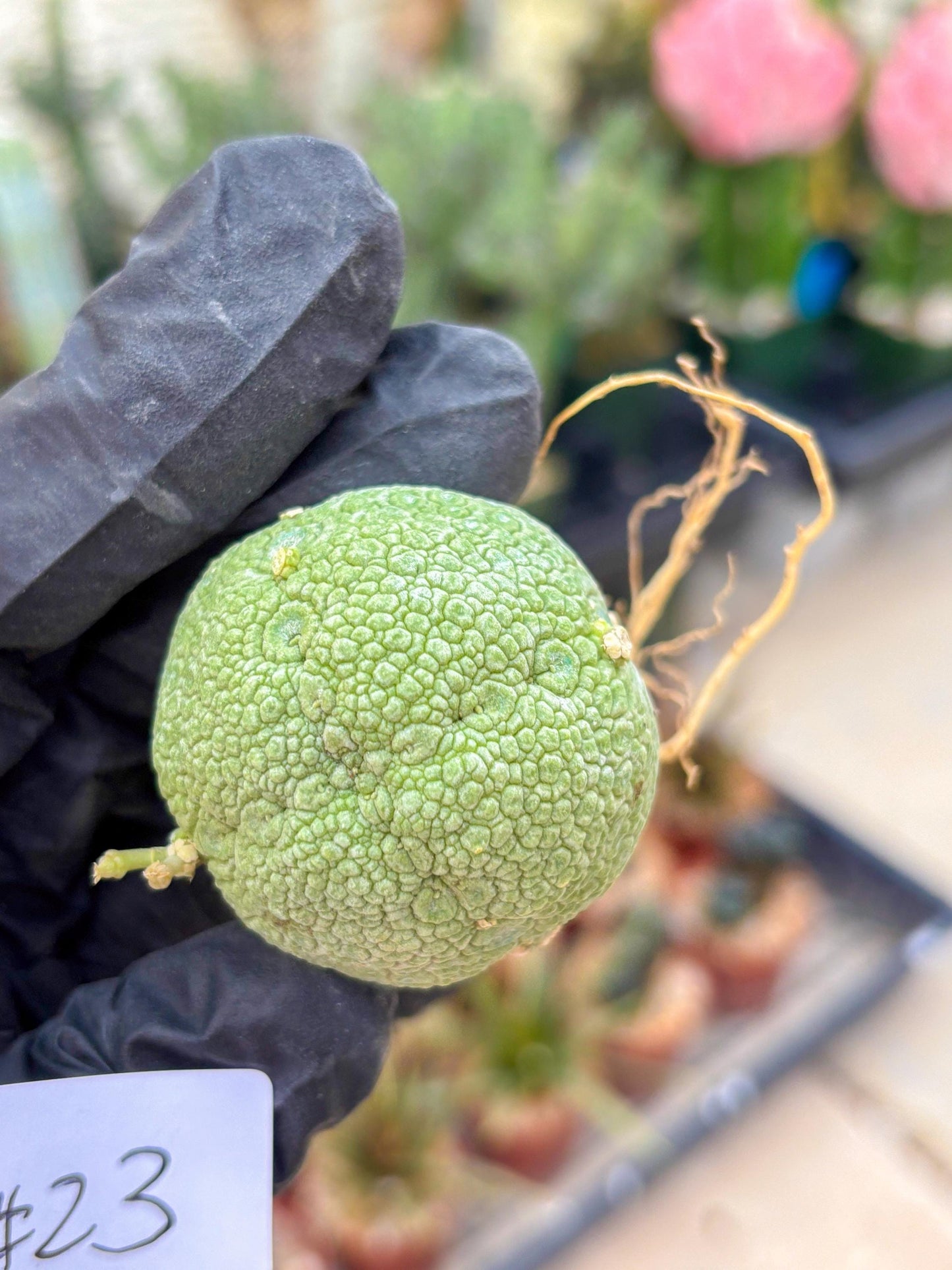 Pseudolithos Migiurtinus (#23) | Imported Plant | rare sucuclent