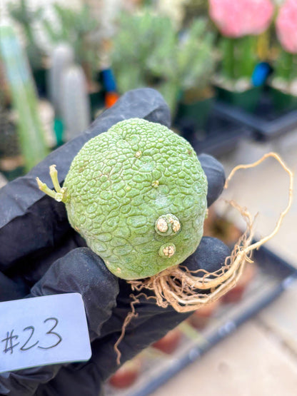 Pseudolithos Migiurtinus (#23) | Imported Plant | rare sucuclent