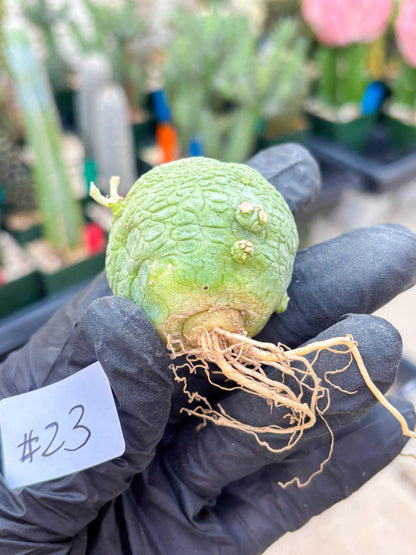 Pseudolithos Migiurtinus (#23) | Imported Plant | rare sucuclent