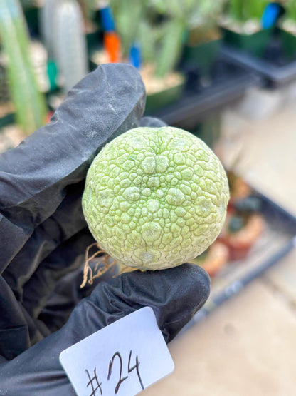 Pseudolithos Migiurtinus (#24) | Imported Plant | rare sucuclent