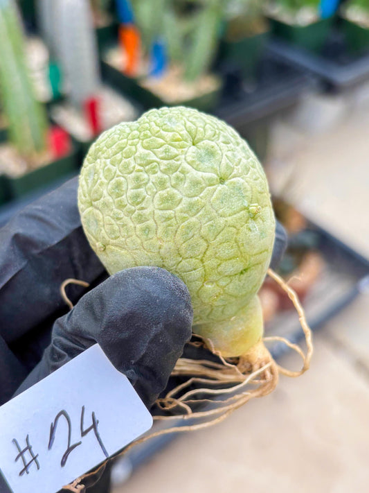 Pseudolithos Migiurtinus (#24) | Imported Plant | rare sucuclent