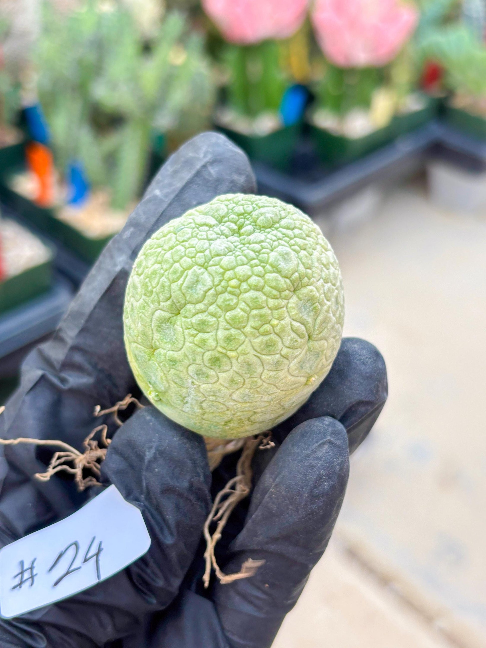 Pseudolithos Migiurtinus (#24) | Imported Plant | rare sucuclent