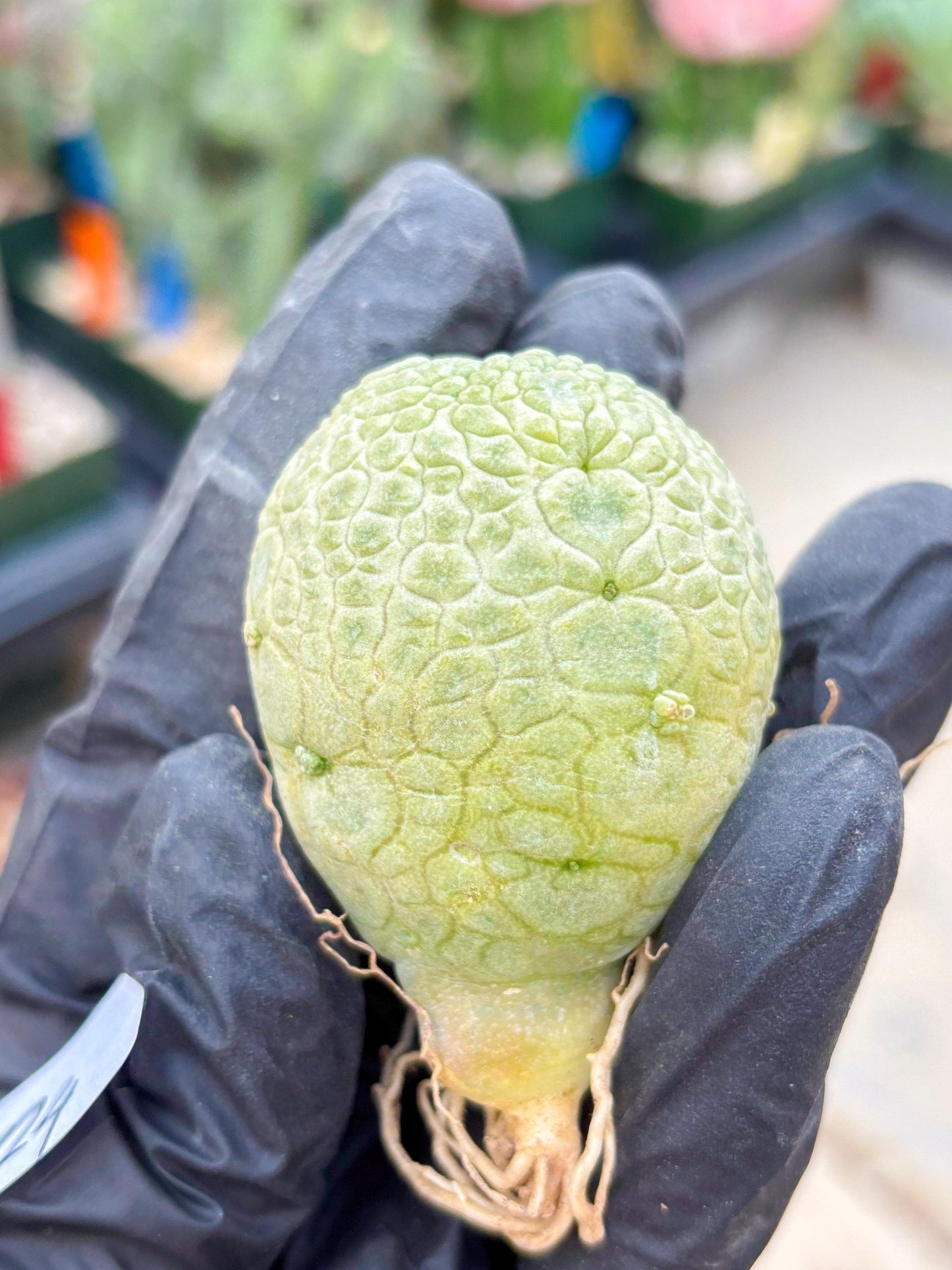 Pseudolithos Migiurtinus (#24) | Imported Plant | rare sucuclent