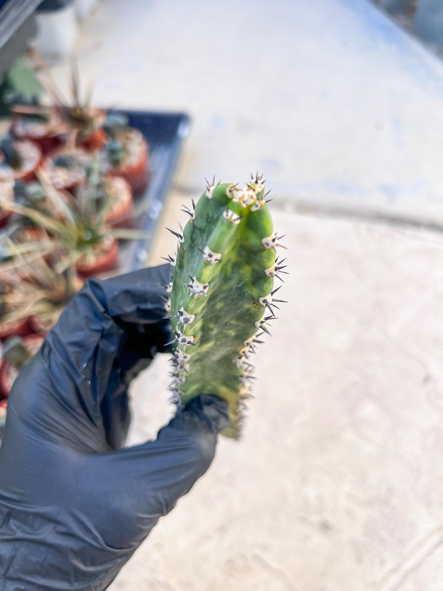 Harrisia Jusbertii Variegated (Pink) | Cuttings, For Grafting