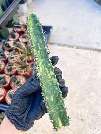 Harrisia Jusbertii Variegated (Pink) | Cuttings, For Grafting