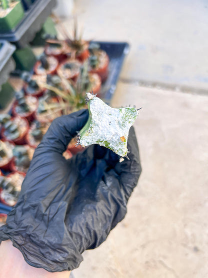 Harrisia Jusbertii Variegated (Pink) | Cuttings, For Grafting