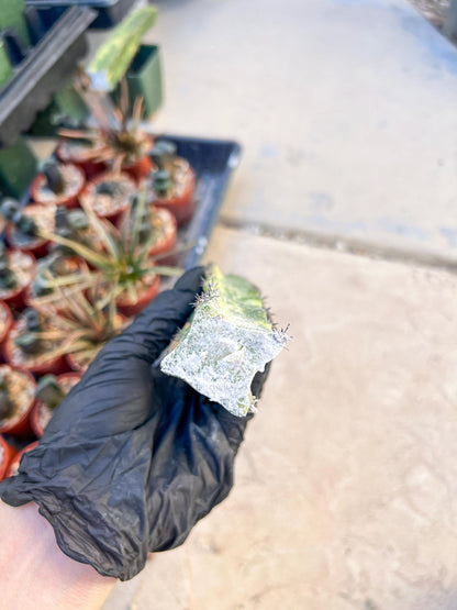 Harrisia Jusbertii Variegated (Yellow) | Cuttings, For Grafting