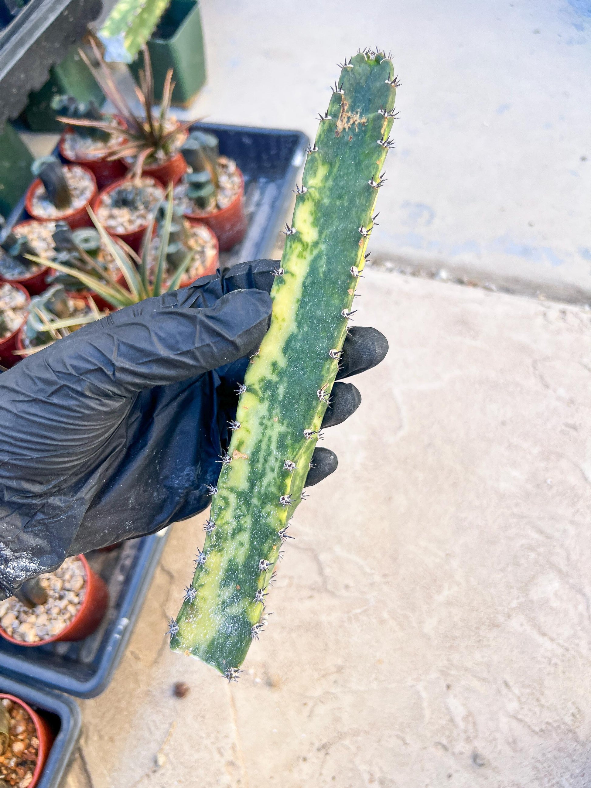 Harrisia Jusbertii Variegated (Yellow) | Cuttings, For Grafting
