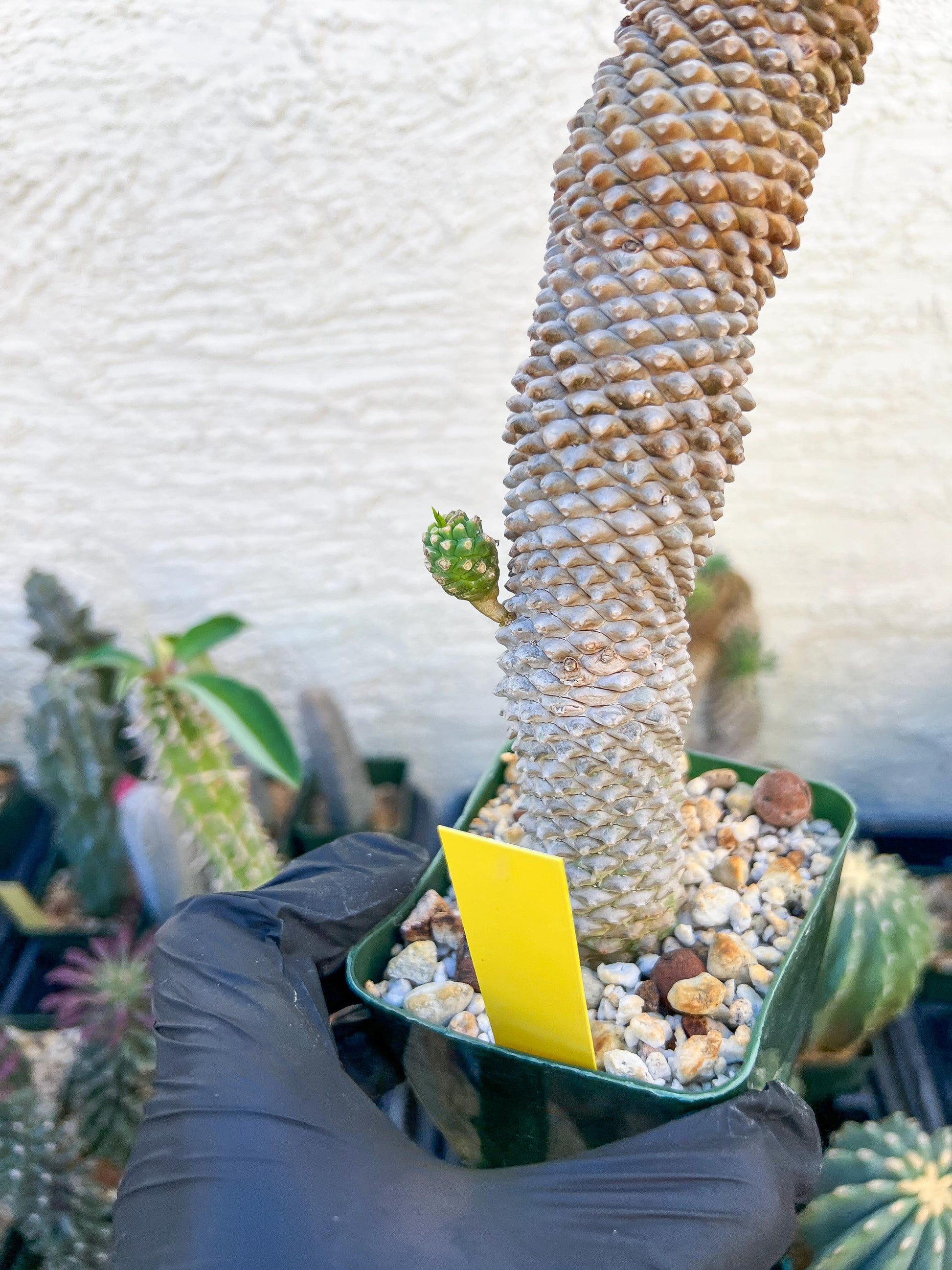 Euphorb Kaimagyoku or Hypogaea (Yellow) | Imported Plants