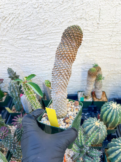 Euphorb Kaimagyoku or Hypogaea (Yellow) | Imported Plants