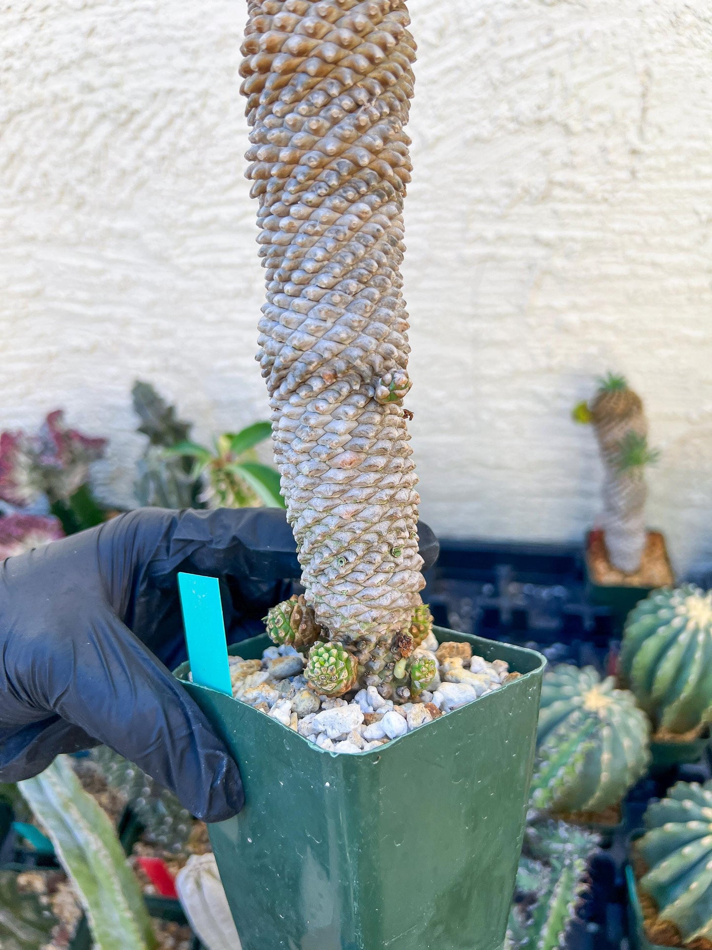 Euphorb Kaimagyoku or Hypogaea (Green) | Imported Plants