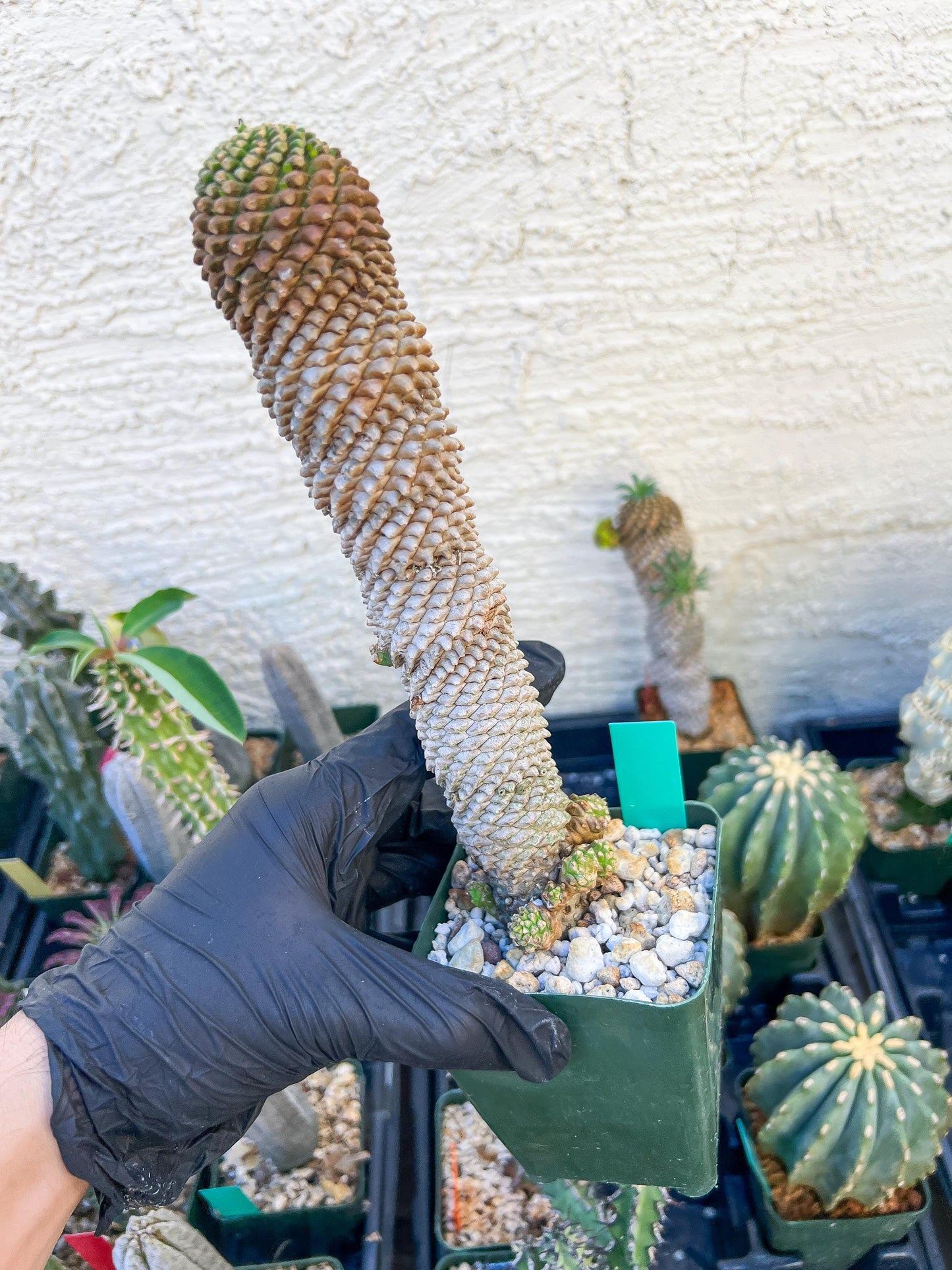 Euphorb Kaimagyoku or Hypogaea (Green) | Imported Plants