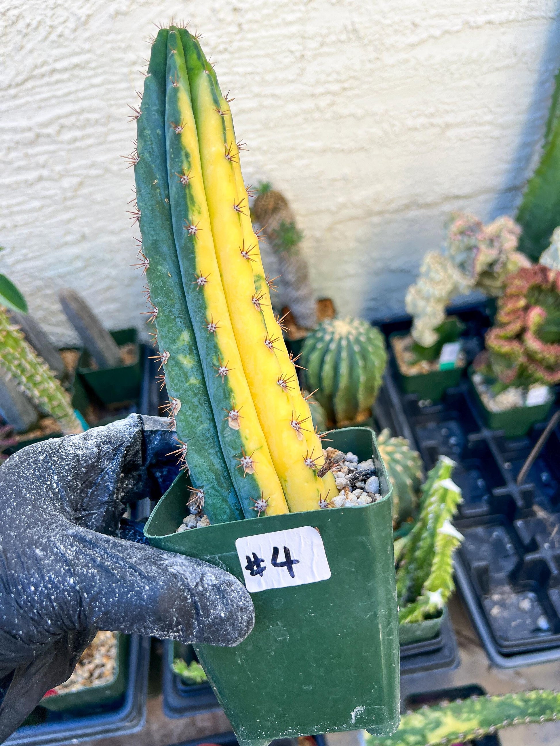 Thick Cactus for Grafting Purposes | Imported | #4~6