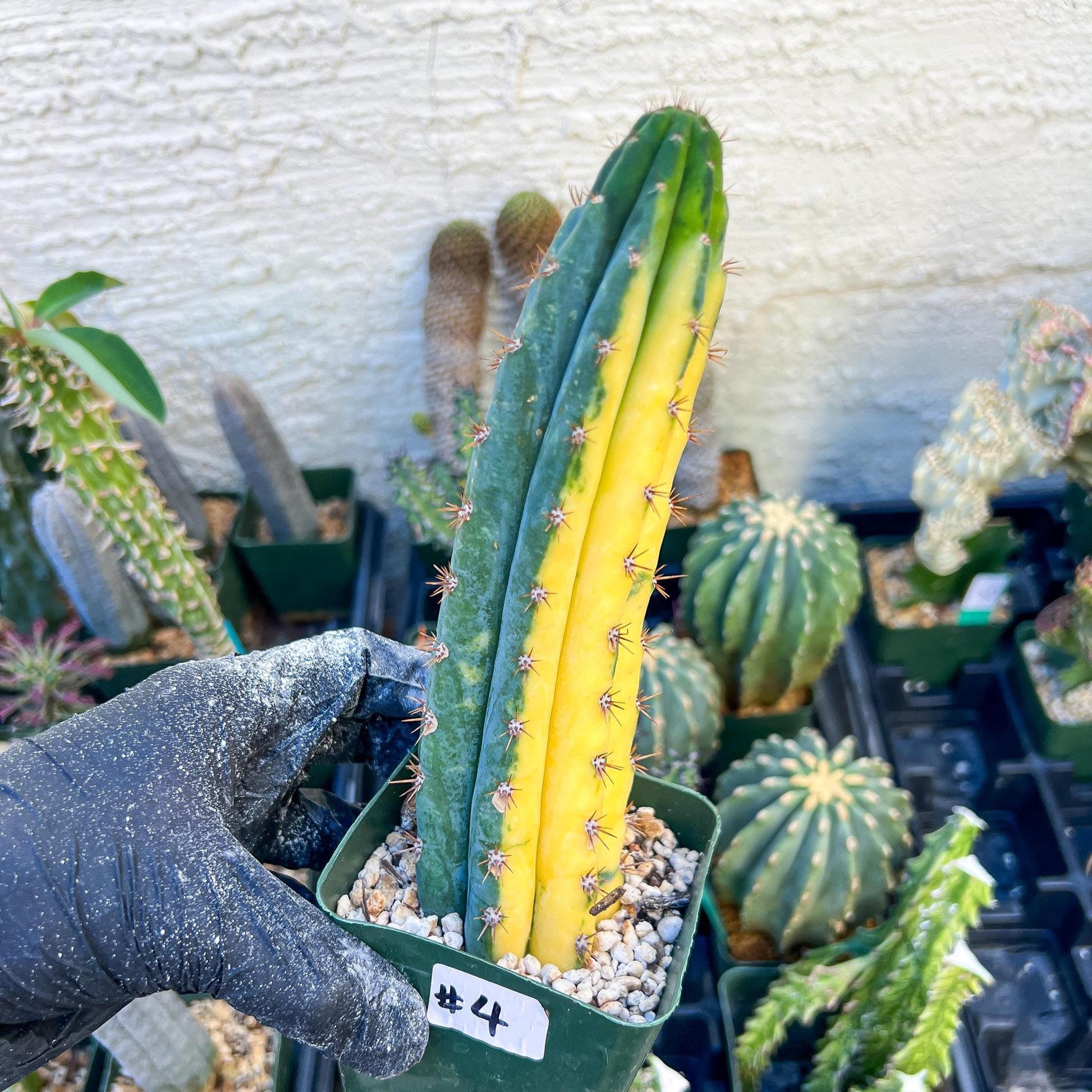 Thick Cactus for Grafting Purposes | Imported | #4~6