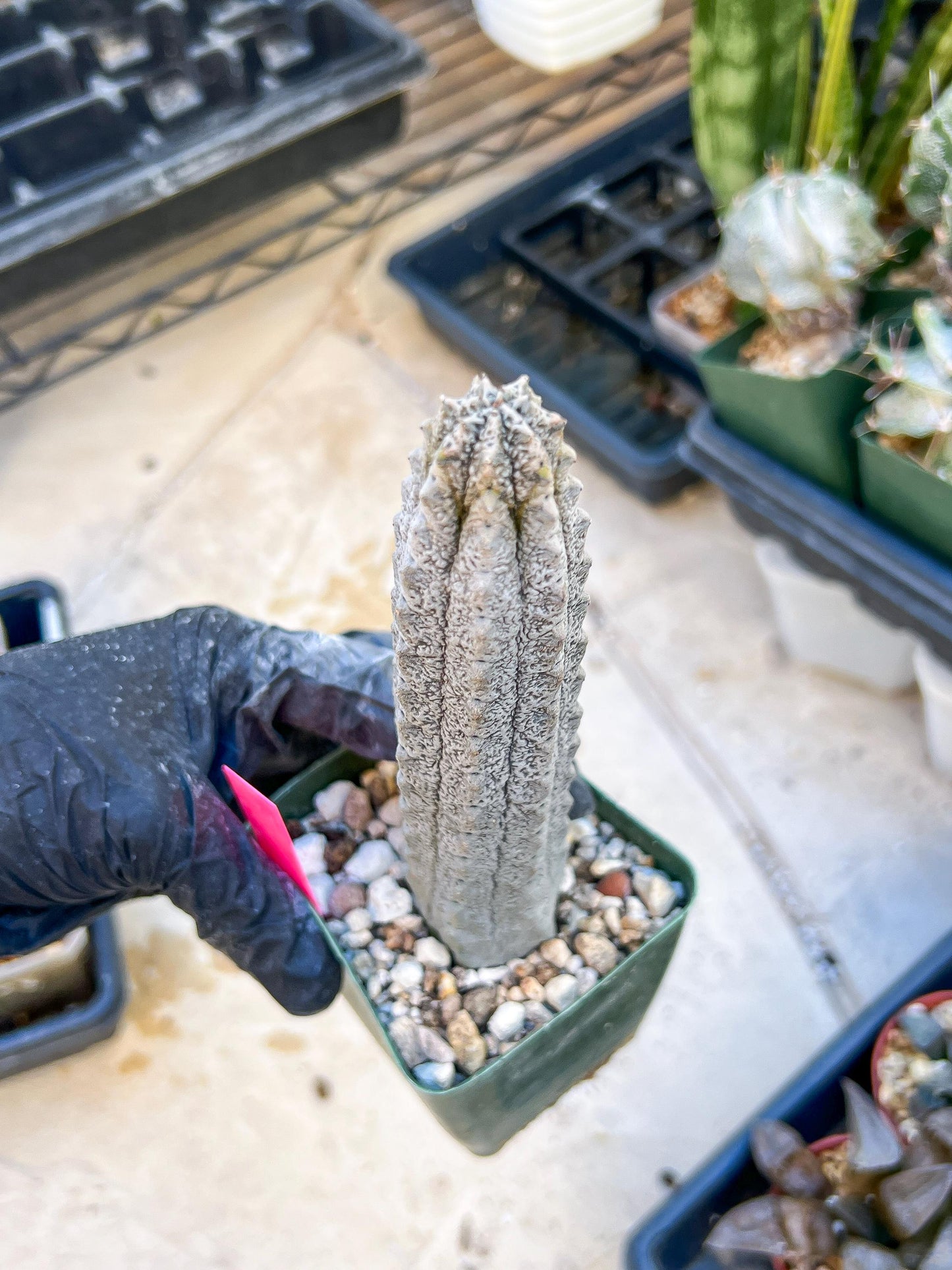 Rare Euphorb, Abdelkuri Grey (Pink)