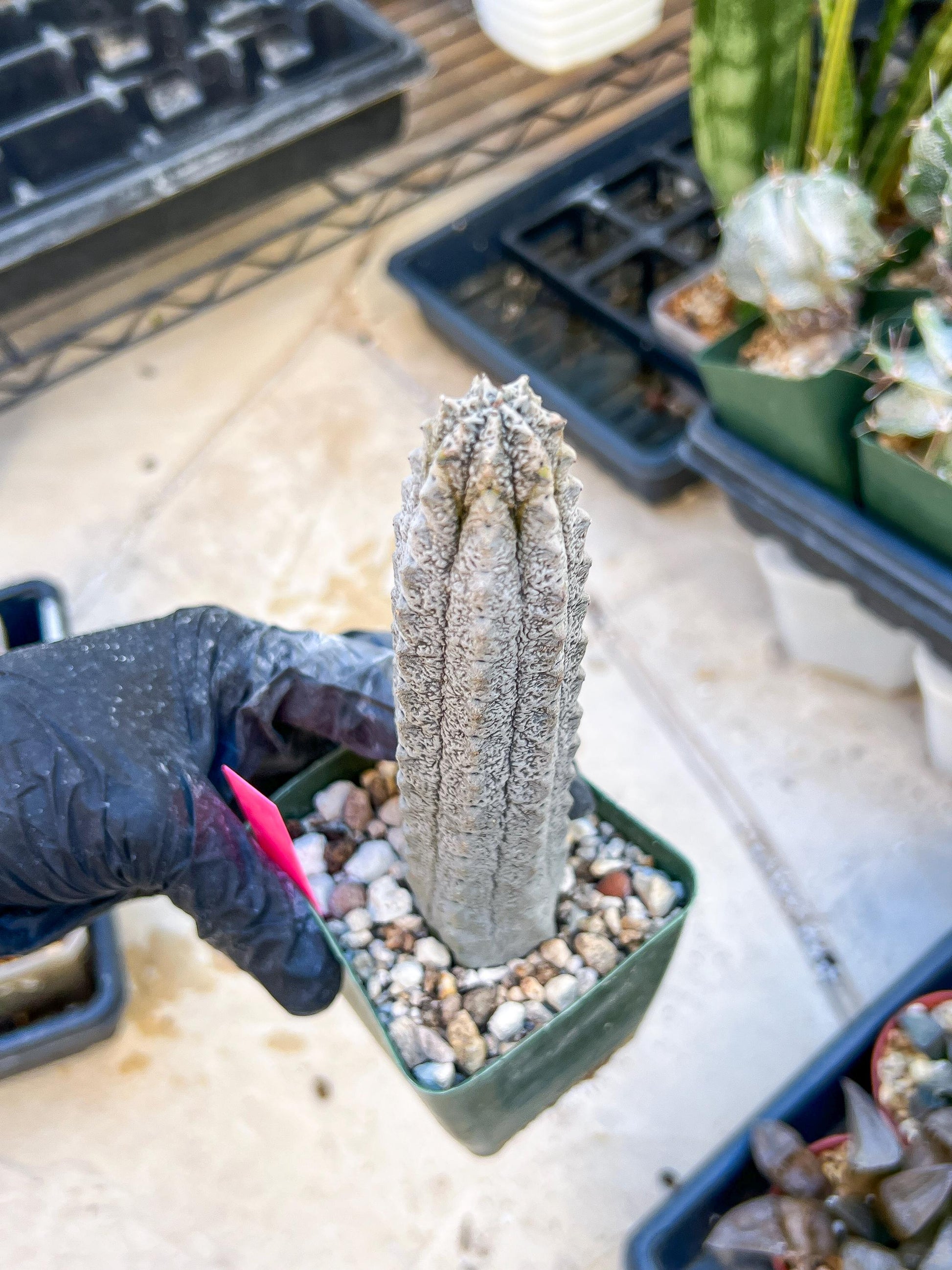 Rare Euphorb, Abdelkuri Grey (Pink)