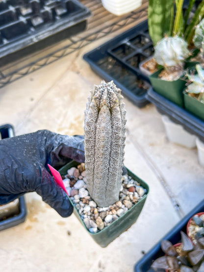 Rare Euphorb, Abdelkuri Grey (Pink)