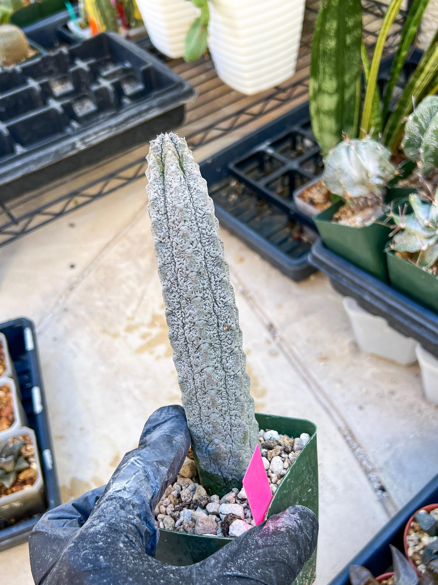 Rare Euphorb, Abdelkuri Grey (Pink)