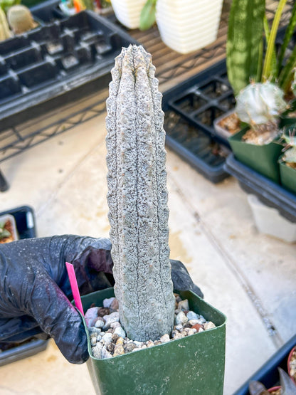 Rare Euphorb, Abdelkuri Grey (Pink)