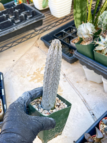 Rare Euphorb, Abdelkuri Grey (Pink)