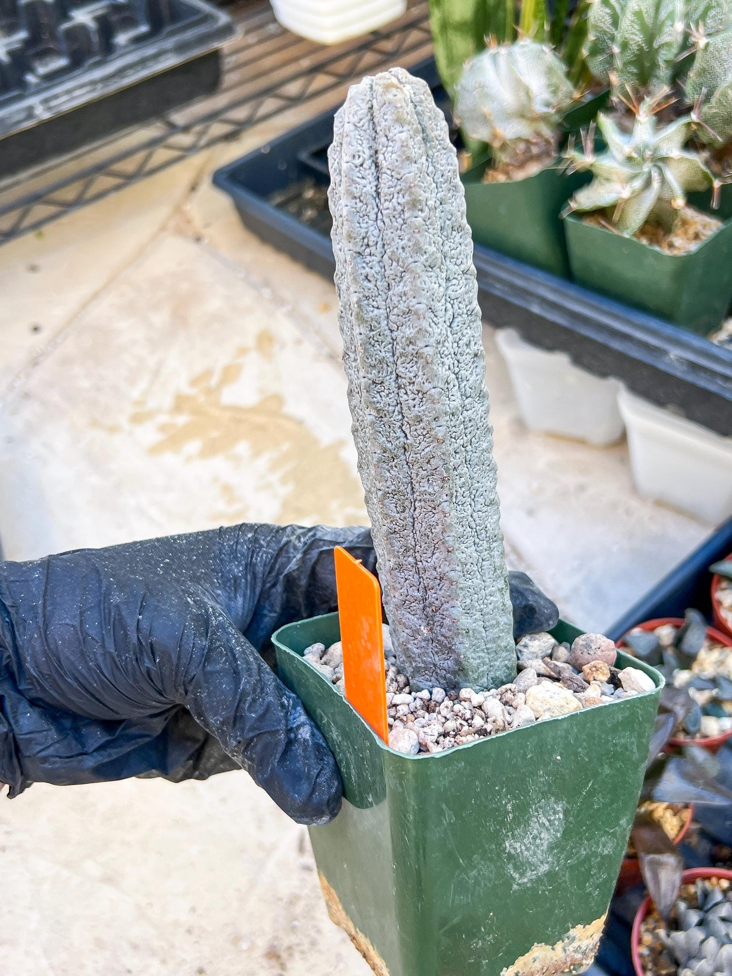 Euphorb abdelkuri Balf.f. (Orange) | Imported Plant