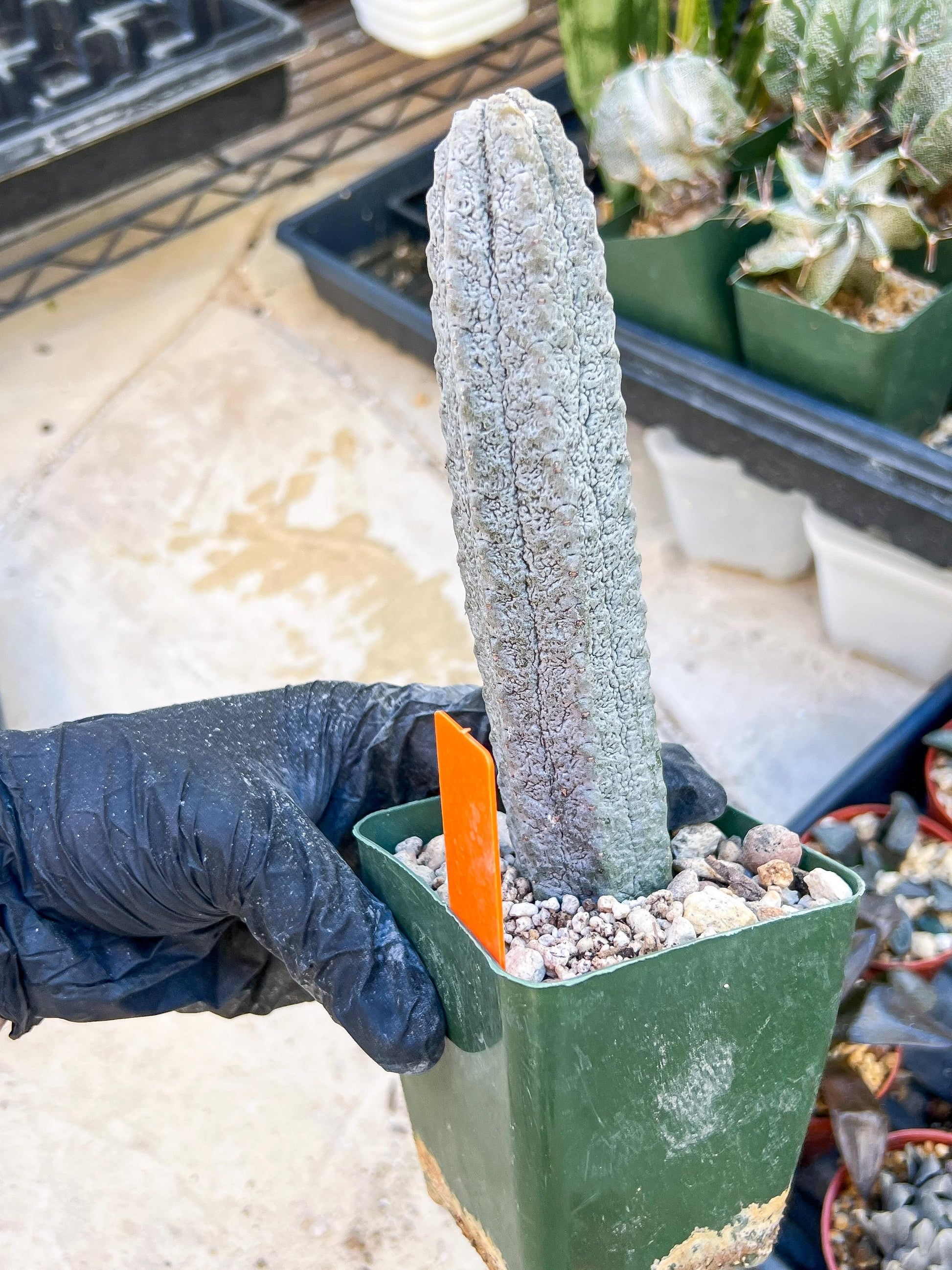 Euphorb abdelkuri Balf.f. (Orange) | Imported Plant