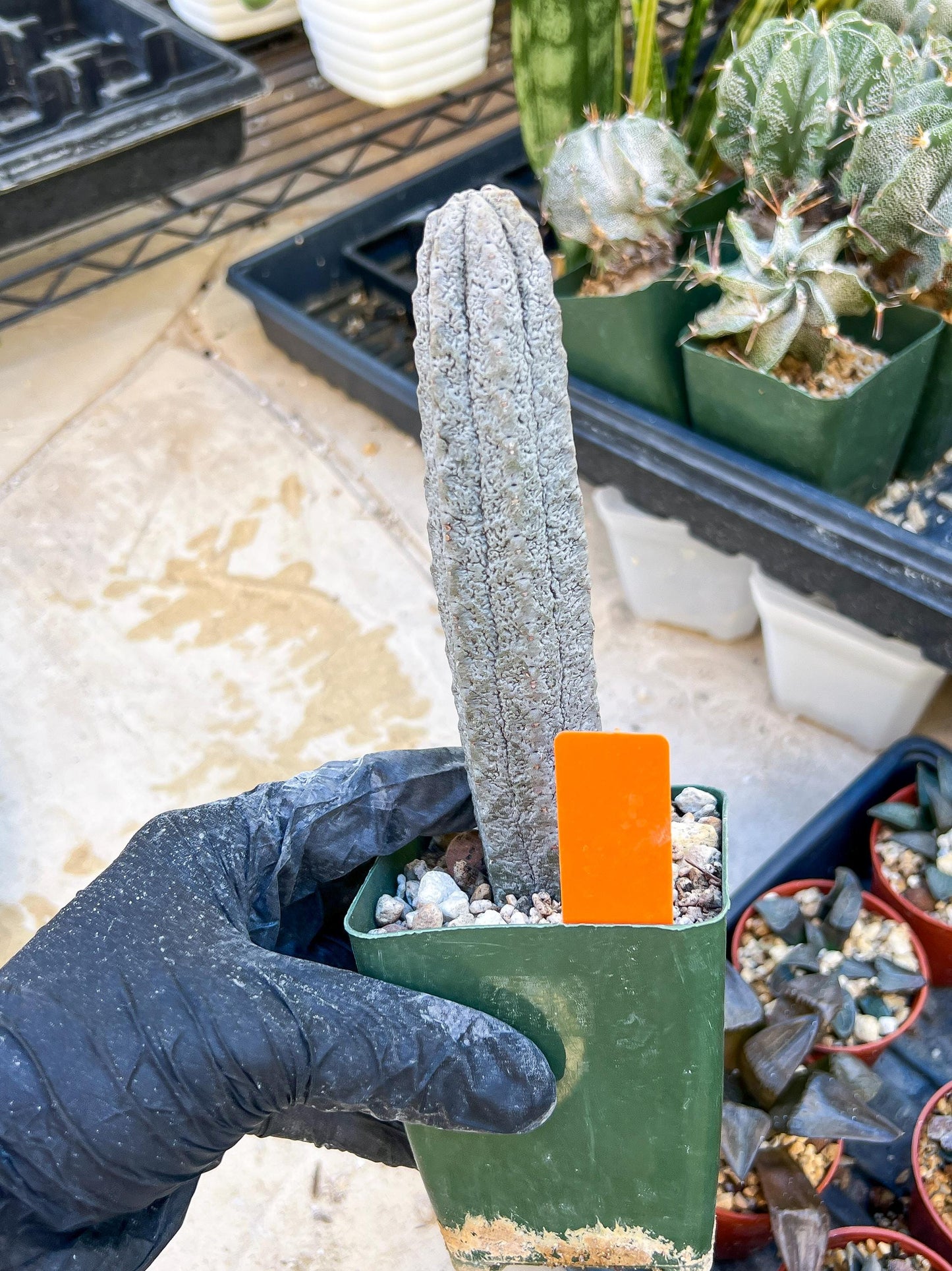 Euphorb abdelkuri Balf.f. (Orange) | Imported Plant