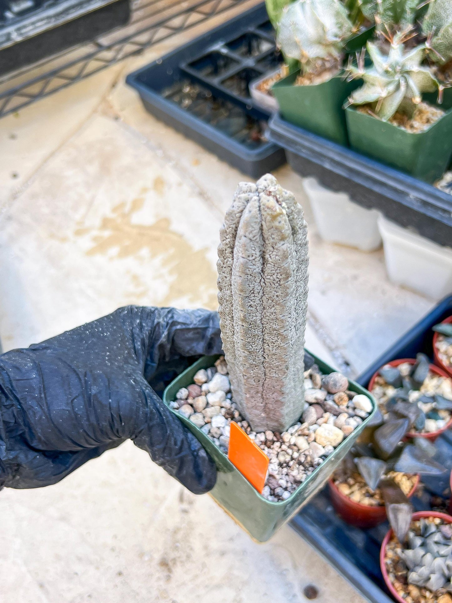 Euphorb abdelkuri Balf.f. (Orange) | Imported Plant