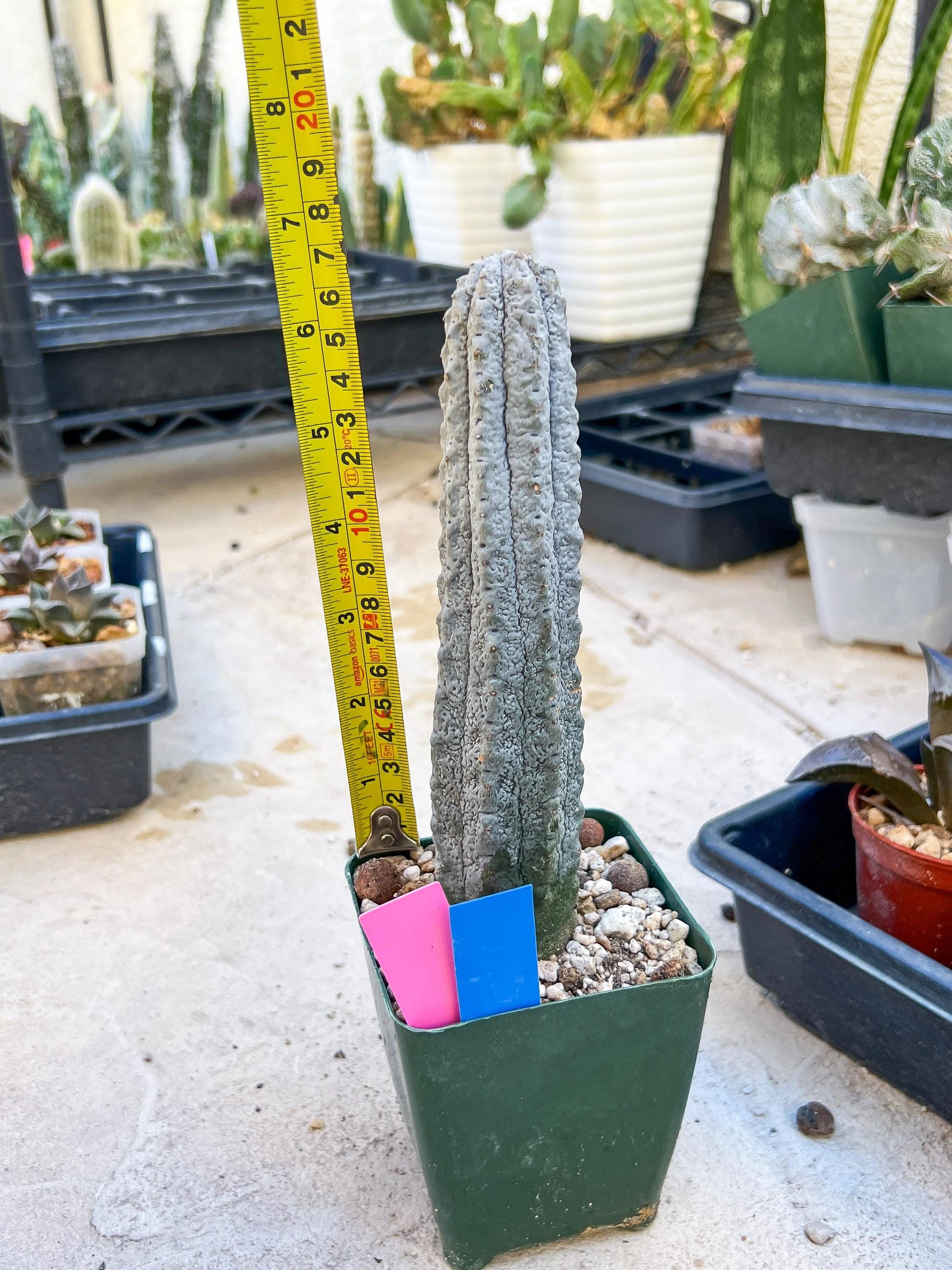 Euphorb abdelkuri Balf.f. (Pink/Blue) | Imported Plant