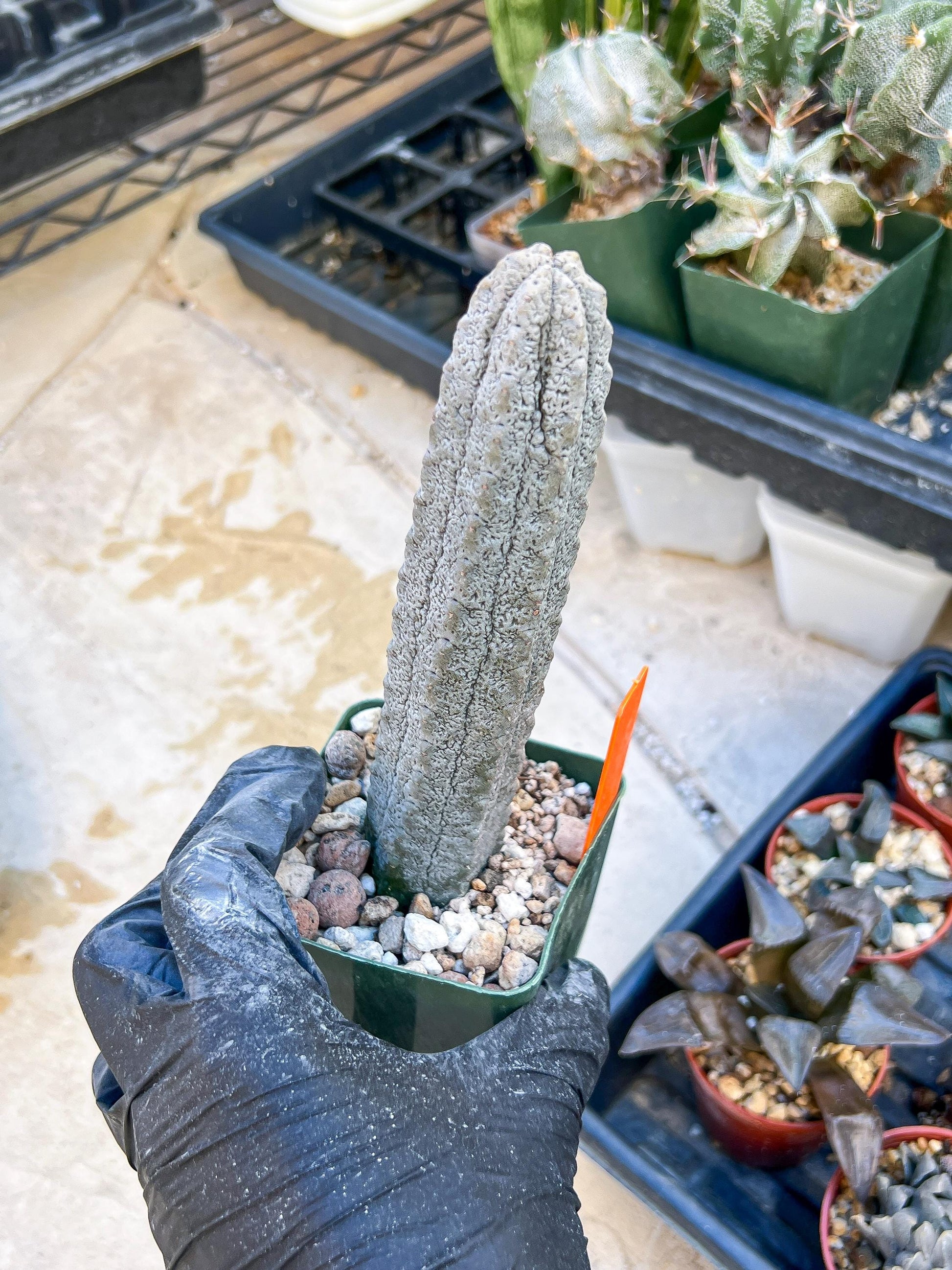 Euphorb abdelkuri Balf.f. (Orange) | Imported Plant