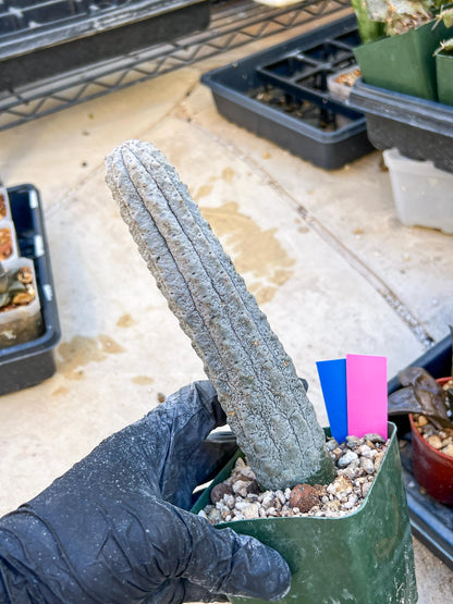 Euphorb abdelkuri Balf.f. (Pink/Blue) | Imported Plant