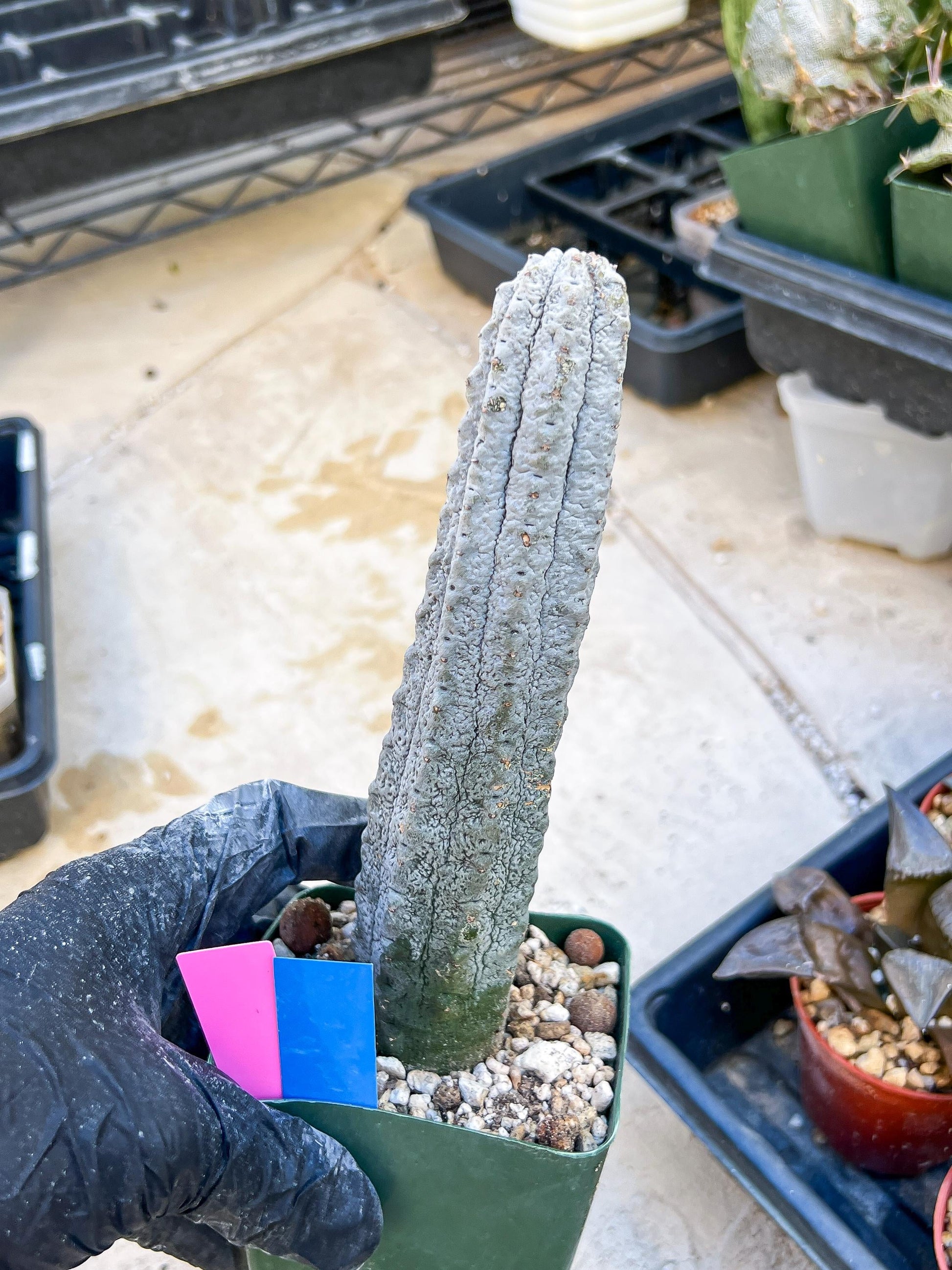 Euphorb abdelkuri Balf.f. (Pink/Blue) | Imported Plant