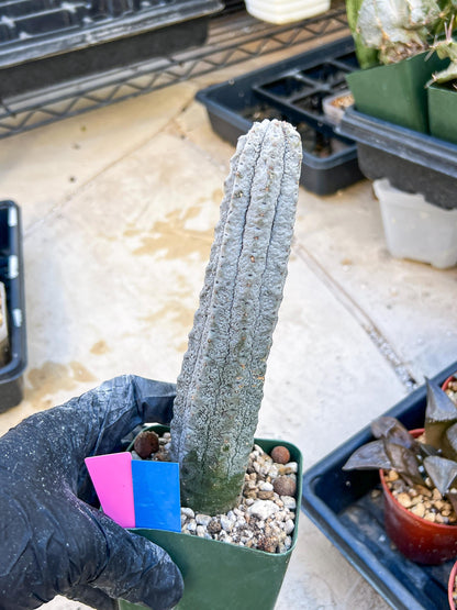 Euphorb abdelkuri Balf.f. (Pink/Blue) | Imported Plant