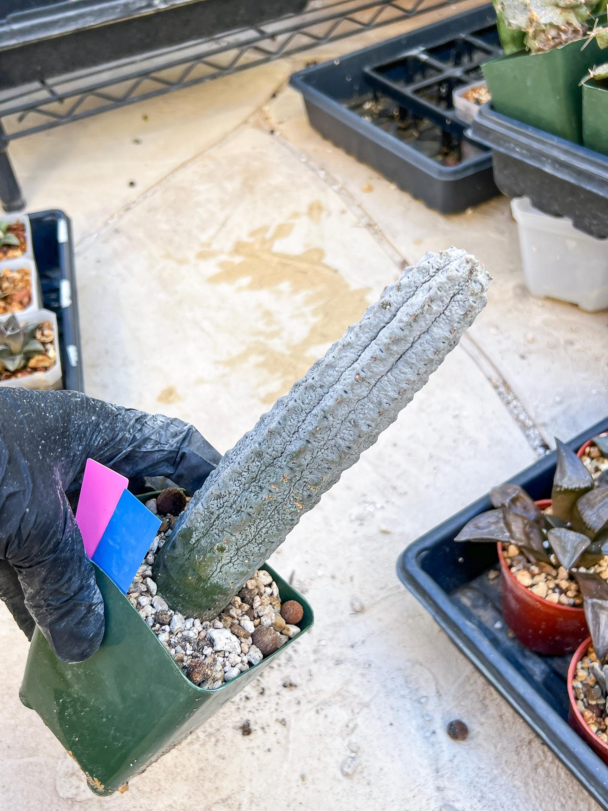 Euphorb abdelkuri Balf.f. (Pink/Blue) | Imported Plant