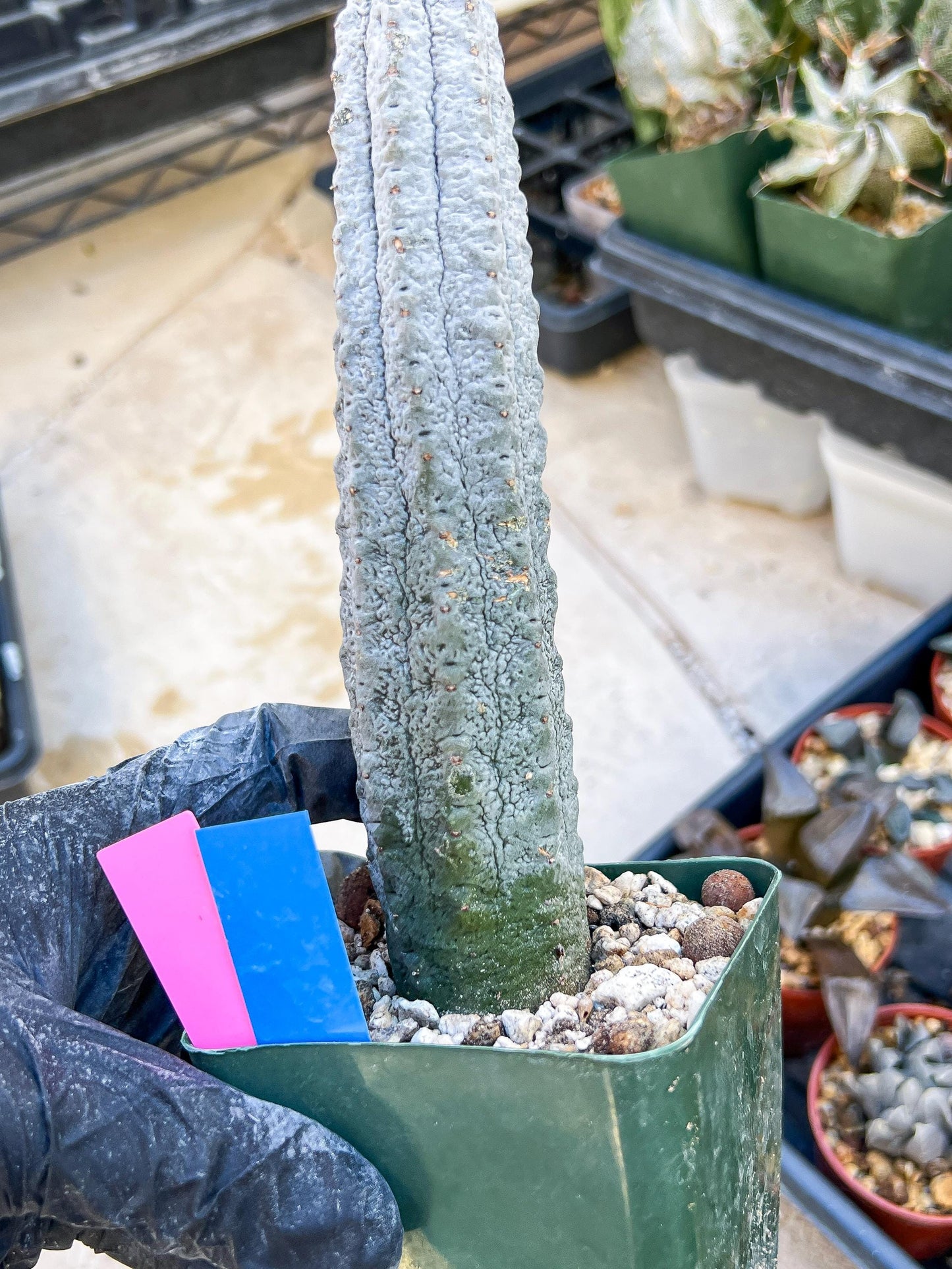 Euphorb abdelkuri Balf.f. (Pink/Blue) | Imported Plant