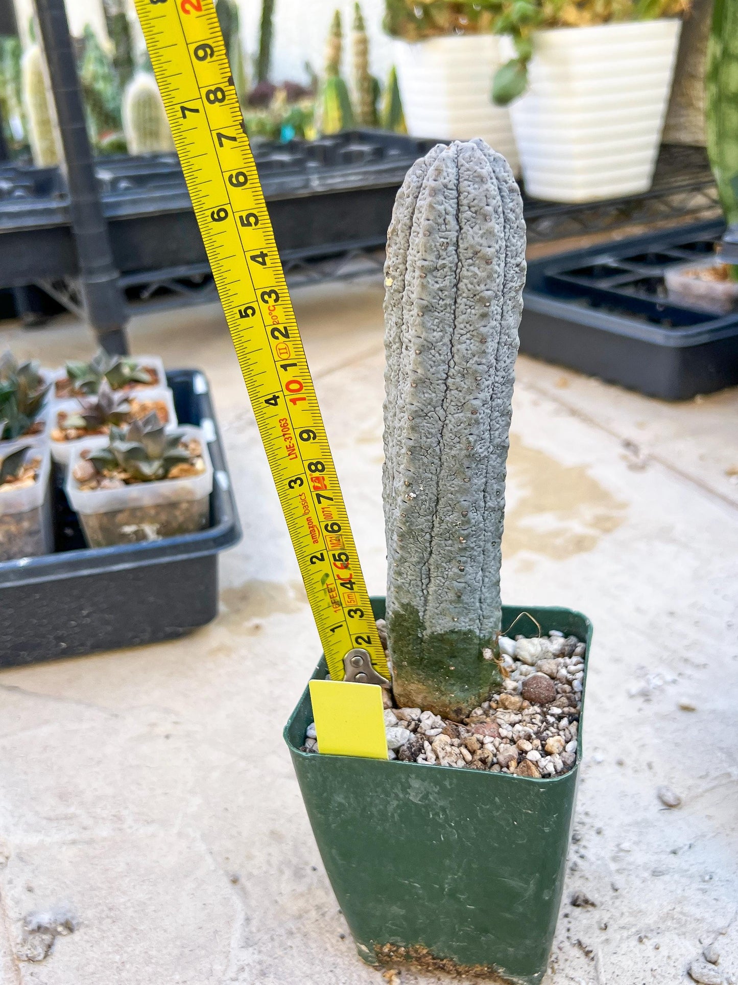 Euphorb abdelkuri Balf.f. (Yellow) | Imported Plant